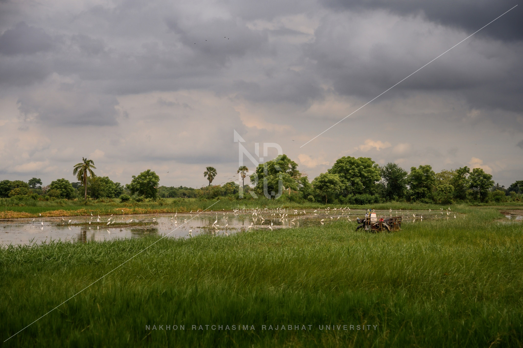 Rice Field in Talat Sub-District (1)